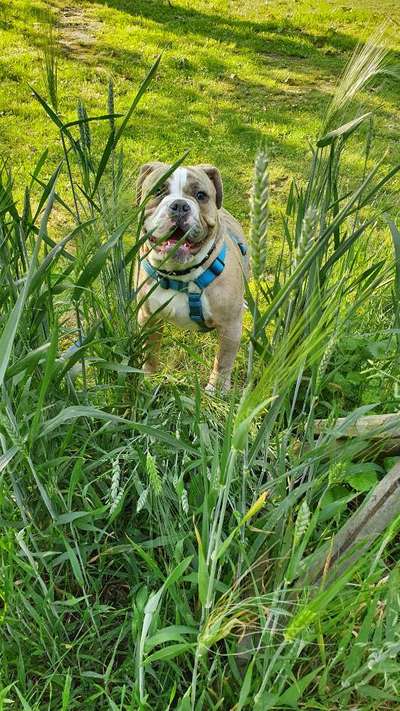 Zeigt mal die schönsten Bilder von euren Hunden !-Beitrag-Bild