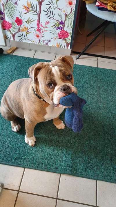 Zeig dein Hund mit seinem Lieblingsspielzeug-Beitrag-Bild