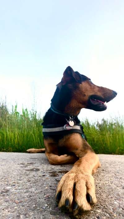 Foto's und Hundemodels-Beitrag-Bild