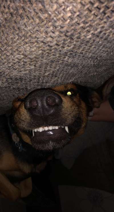 Die Dogorama Wochen Challenge-Beitrag-Bild