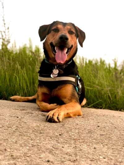 Die Dogorama Kalender Challenge 4/4-Beitrag-Bild