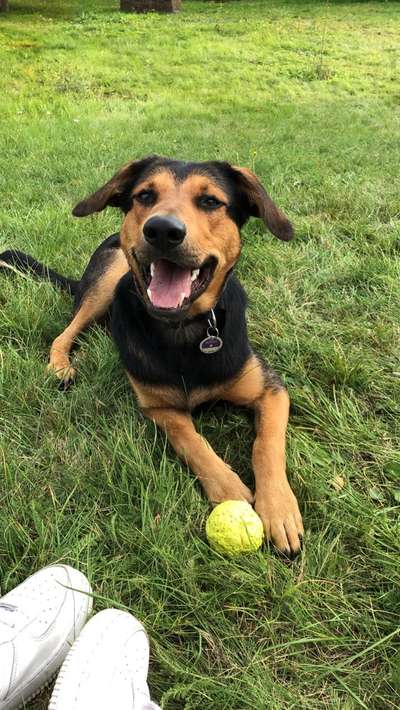 Die Dogorama Monats Challenge "Es grünt und blüht"-Beitrag-Bild