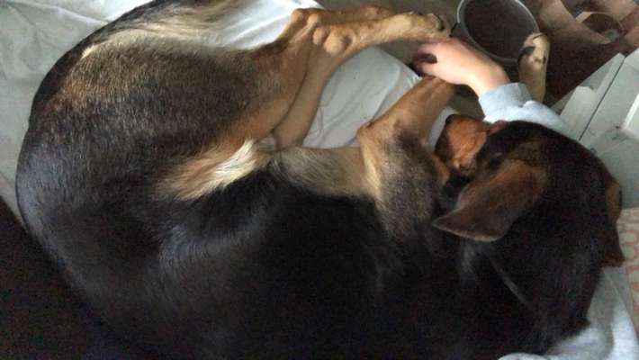 Zeig mir, dass du mit einem hund zusammenlebst....-Beitrag-Bild