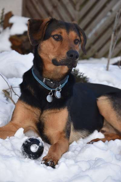 Foto's und Hundemodels-Beitrag-Bild