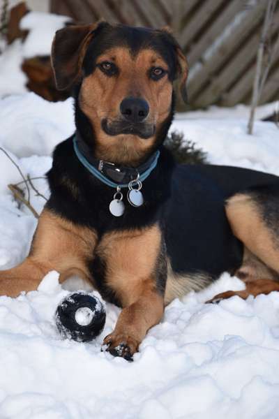 Foto's und Hundemodels-Beitrag-Bild