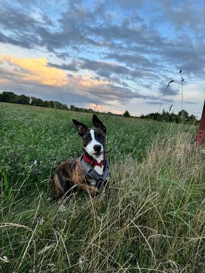 Hundetreffen-Welpenspiel-Bild