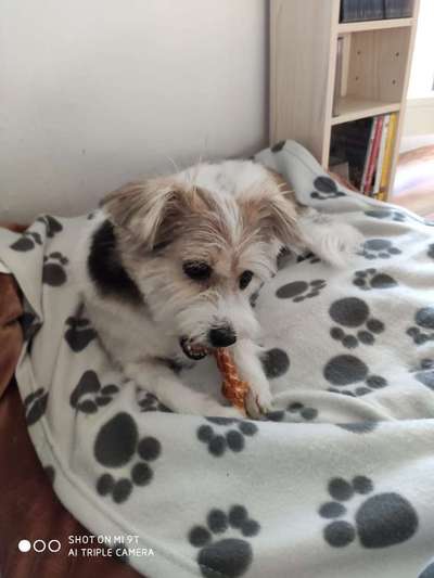 Die Dogorama Kalender Challenge 4/4-Beitrag-Bild