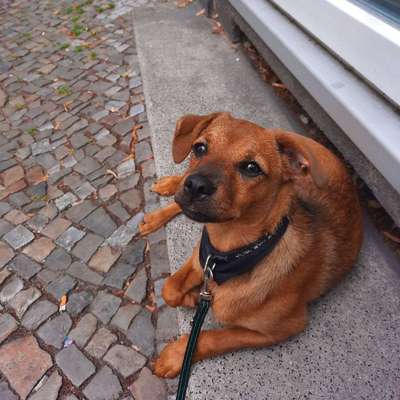 Hundetreffen-Welpen treffen-Bild