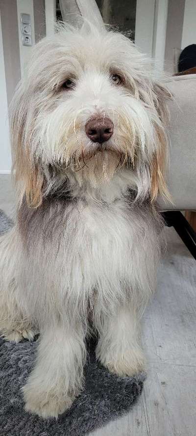 Bergamasker Hirtenhunde oder Bearded Collies hier?-Beitrag-Bild