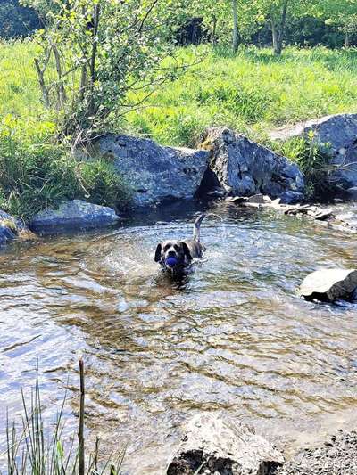 Hundetreffen-Spielgefährten-Bild