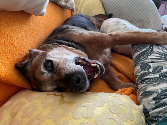 Handy Foto Challange Nr. 46  Happy Dog-Beitrag-Bild