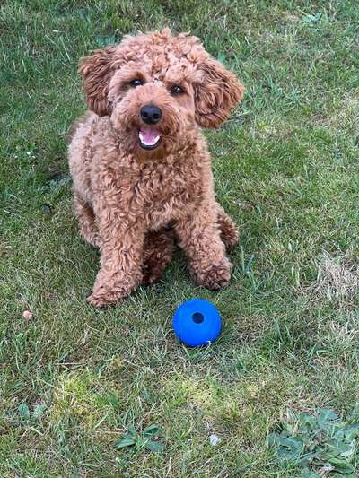 Handy Foto Challange Nr. 46  Happy Dog-Beitrag-Bild