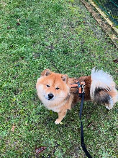 Hundetreffen-Trainingspartner-Bild