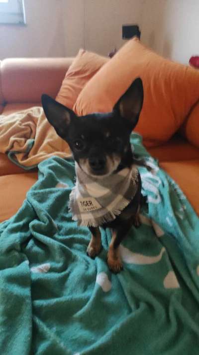 Wo sind die Chihuahua Besitzer ?-Beitrag-Bild