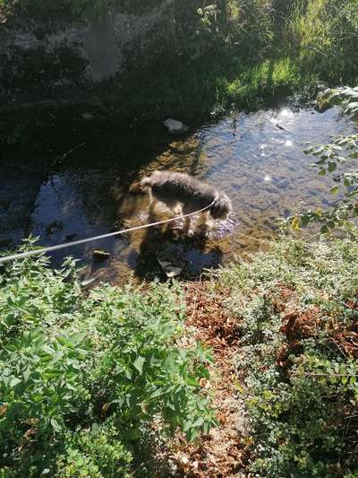 Fotochallenge No. 26                                     Wald und Wiese-Beitrag-Bild