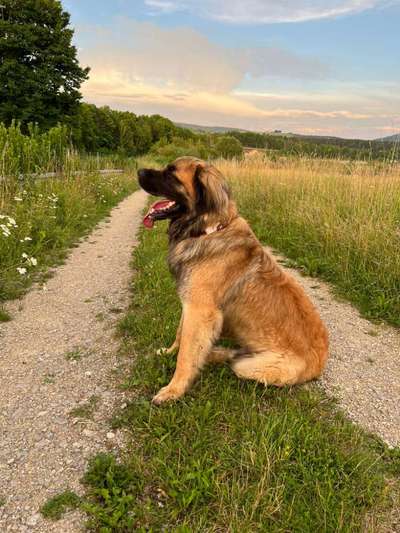 Hundetreffen-Treff für etwas größere Hunde in Bad Dürrheim und Umgebung-Bild