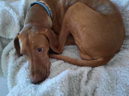 Welpen frei laufen lassen-Beitrag-Bild