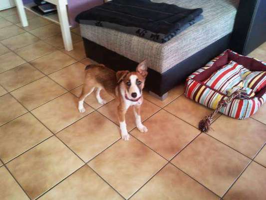 Welpen Bilder !-Beitrag-Bild