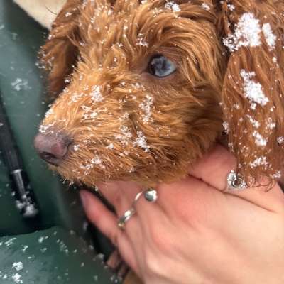 Hundetreffen-Junghündin Spieletreff-Bild