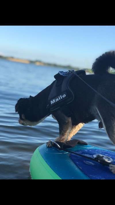 Dogorama Foto Challenge - Bestes gestelltes Bild-Beitrag-Bild