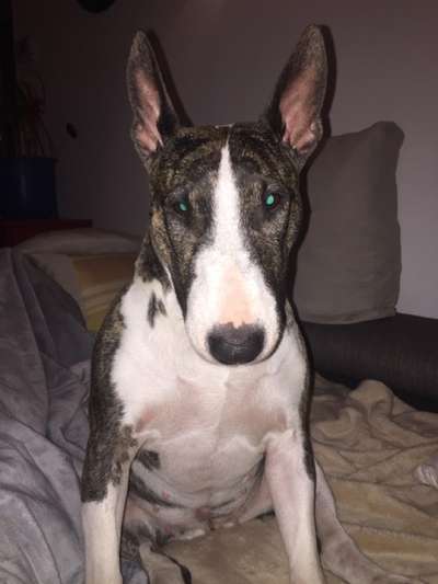 Miniatur Bull Terrier-Beitrag-Bild