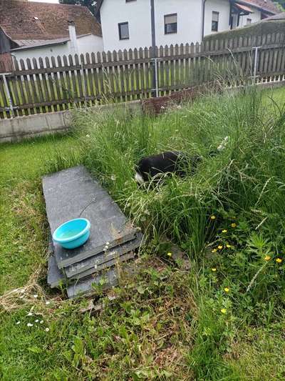 Die Dogorama Monats Challenge "Es grünt und blüht"-Beitrag-Bild