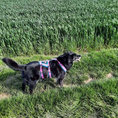 Hundetreffen-Senioren Hunde gesucht zum gemeinsamen spazieren gehen in Köln