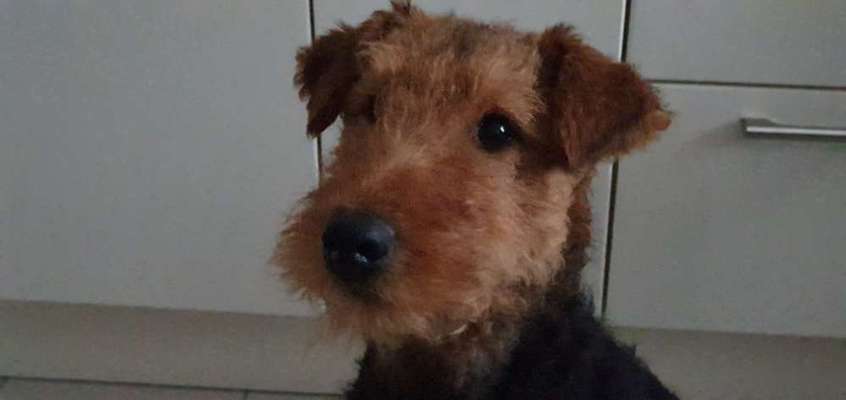 Airedale Terrier-Beitrag-Bild