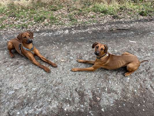 Rhodesian Ridgeback-Beitrag-Bild