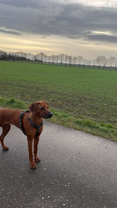 Rhodesian Ridgeback-Beitrag-Bild