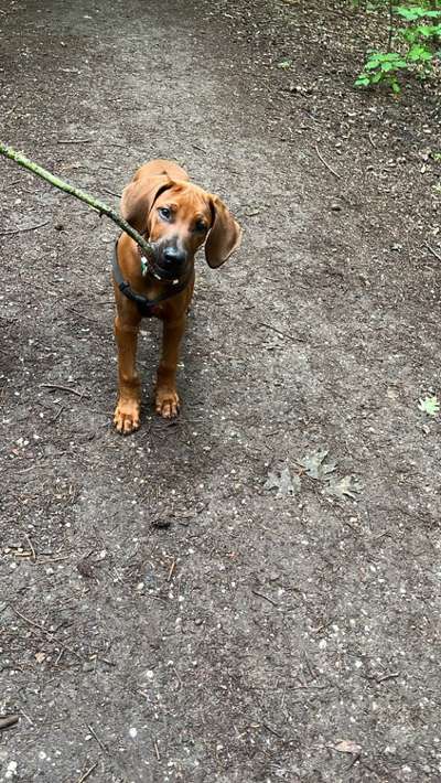 Rhodesian Ridgeback-Beitrag-Bild