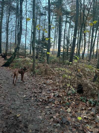 Rhodesian Ridgeback-Beitrag-Bild