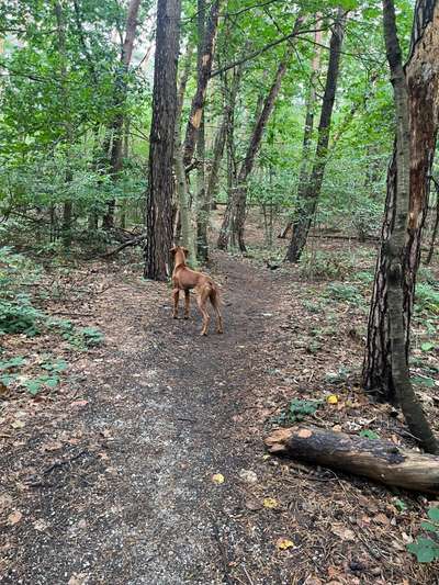 Rhodesian Ridgeback-Beitrag-Bild