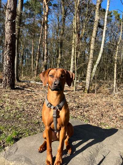 Rhodesian Ridgeback-Beitrag-Bild