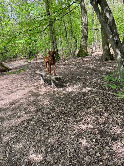 Rhodesian Ridgeback-Beitrag-Bild
