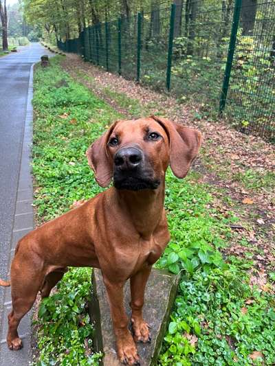Rhodesian Ridgeback-Beitrag-Bild