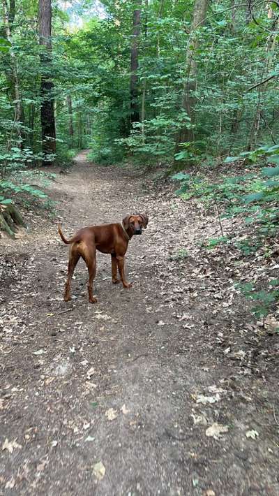 Rhodesian Ridgeback-Beitrag-Bild