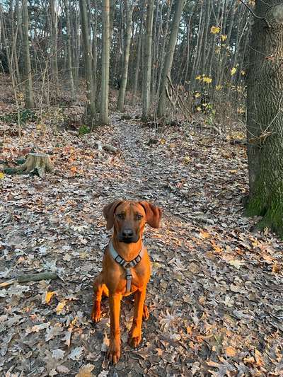 Rhodesian Ridgeback-Beitrag-Bild