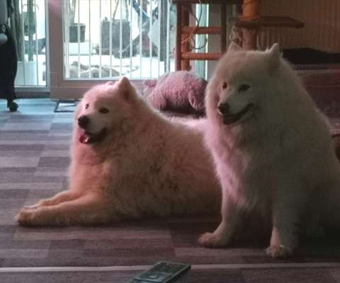 Samojede-Beitrag-Bild