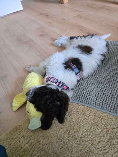 Hundetreffen-Welpentreff/Gassi-/Trainingspartner-Bild