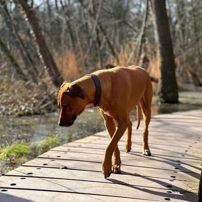 Hundetreffen-weibliche Hundefreunde gesucht-Bild