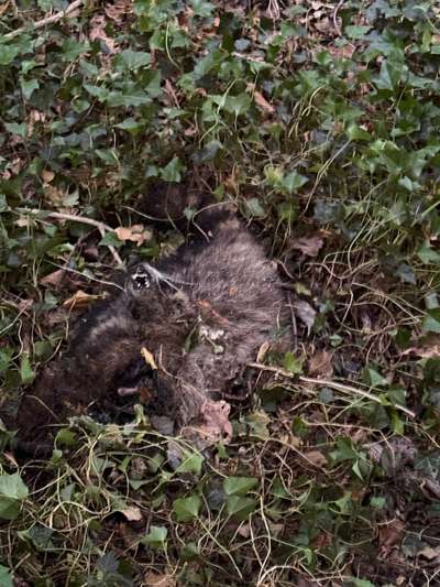 Giftköder-Toter Waschbär im Gebüsch-Bild