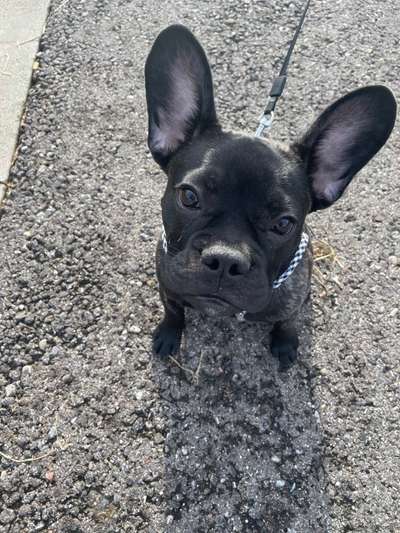 Französische Bulldoggen-Beitrag-Bild