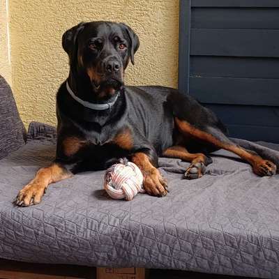 Hundetreffen-Gassirunde-Bild