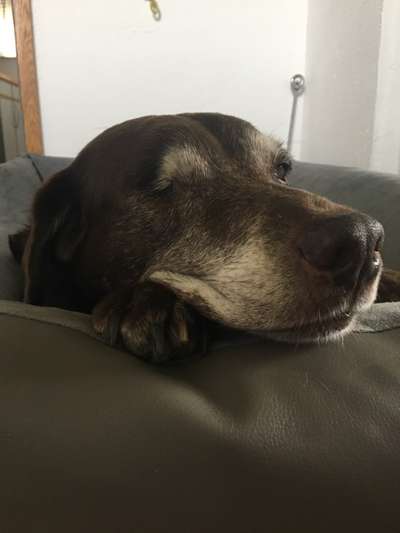 Fotochallenge Nr. 56 - geliebte Senioren-Beitrag-Bild