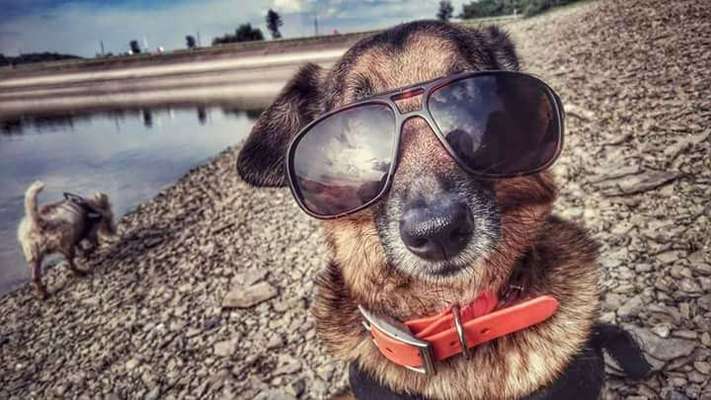 Dogorama-Monats-Challenge-Mai "Wasser"-Beitrag-Bild