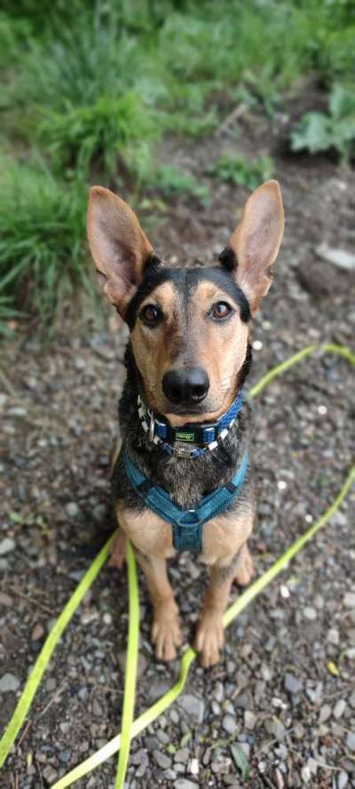 Hundetreffen-Hundekumpels gesucht ☝️-Bild