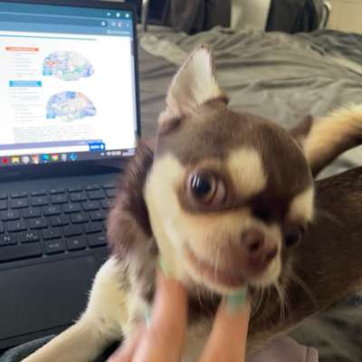 Hundetreffen-Hündin zum spielen gesucht-Bild
