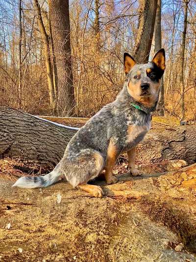 Australian Cattle Dog-Beitrag-Bild