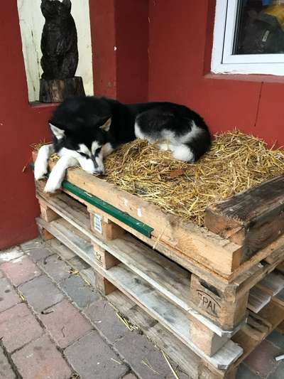 Hundetreffen-Husky Treffen-Bild